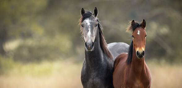 two horses stand in a field looking towards the camera