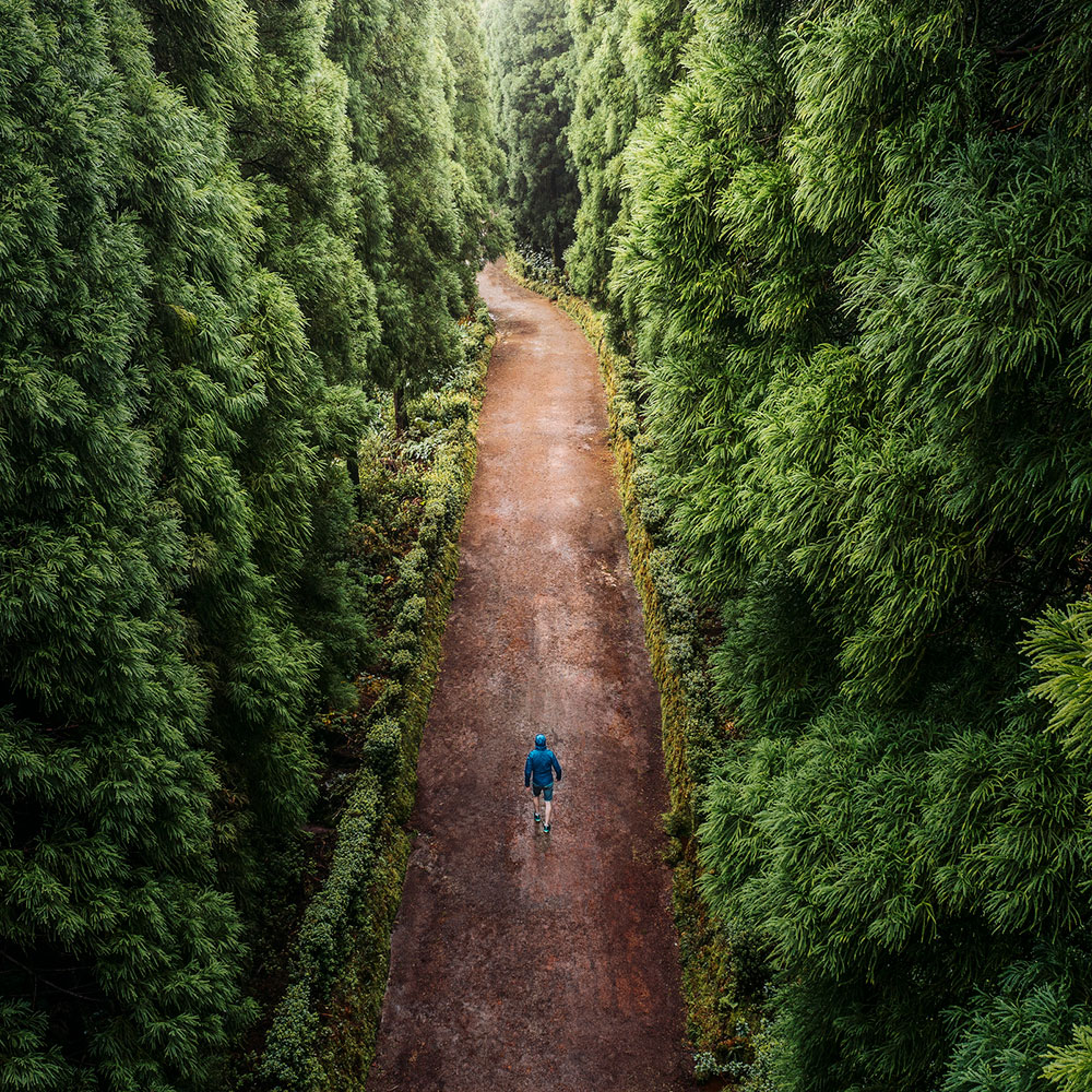 a hiker walks down a dirt road through a dense green forest